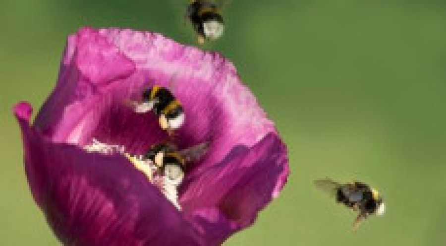 Image013 33359